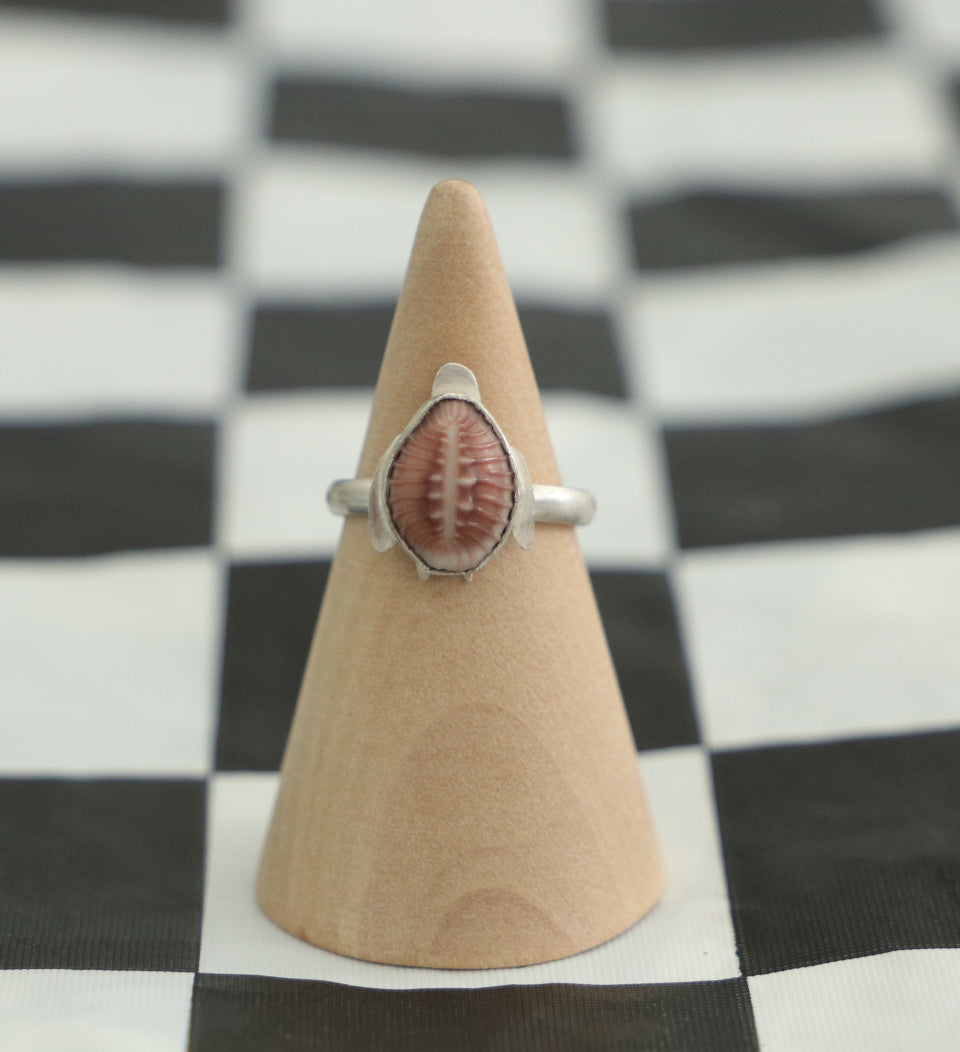 Cowrie Sea Turtle Size 6