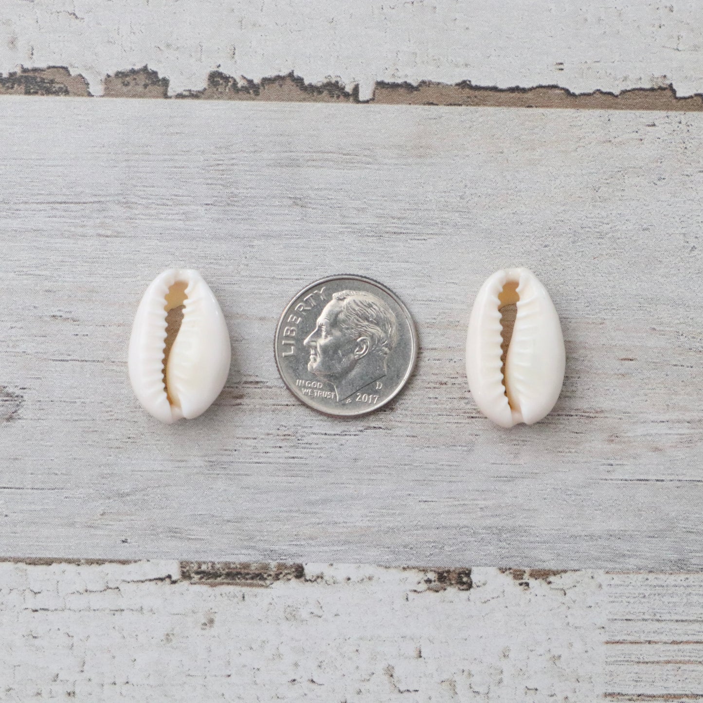 Cowrie Shell Custom