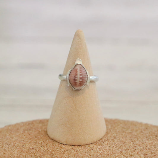 Cowrie Sea Turtle Size 6