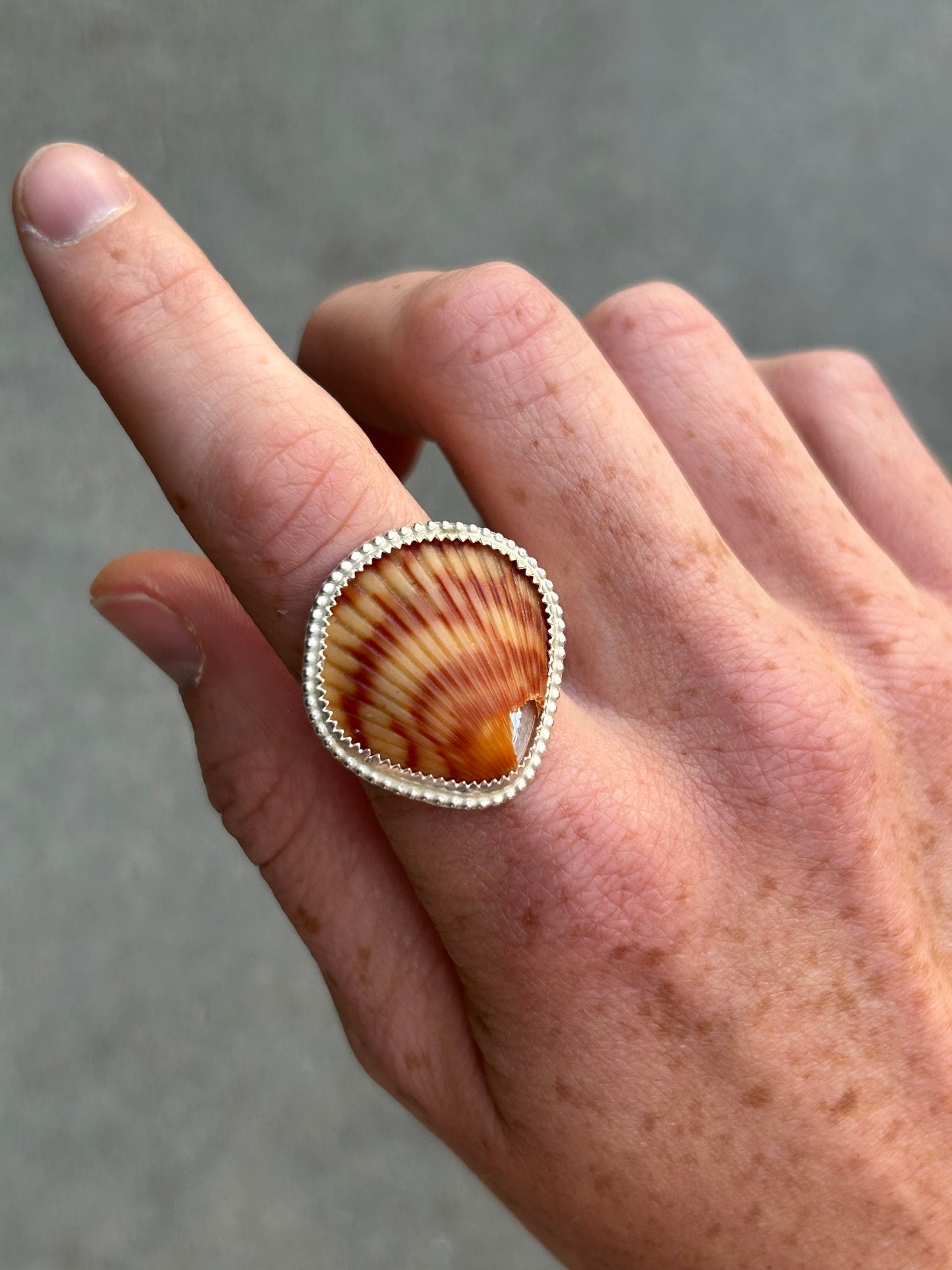 Cracked Seashell Size 7