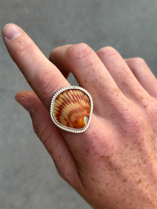 Cracked Seashell Size 7