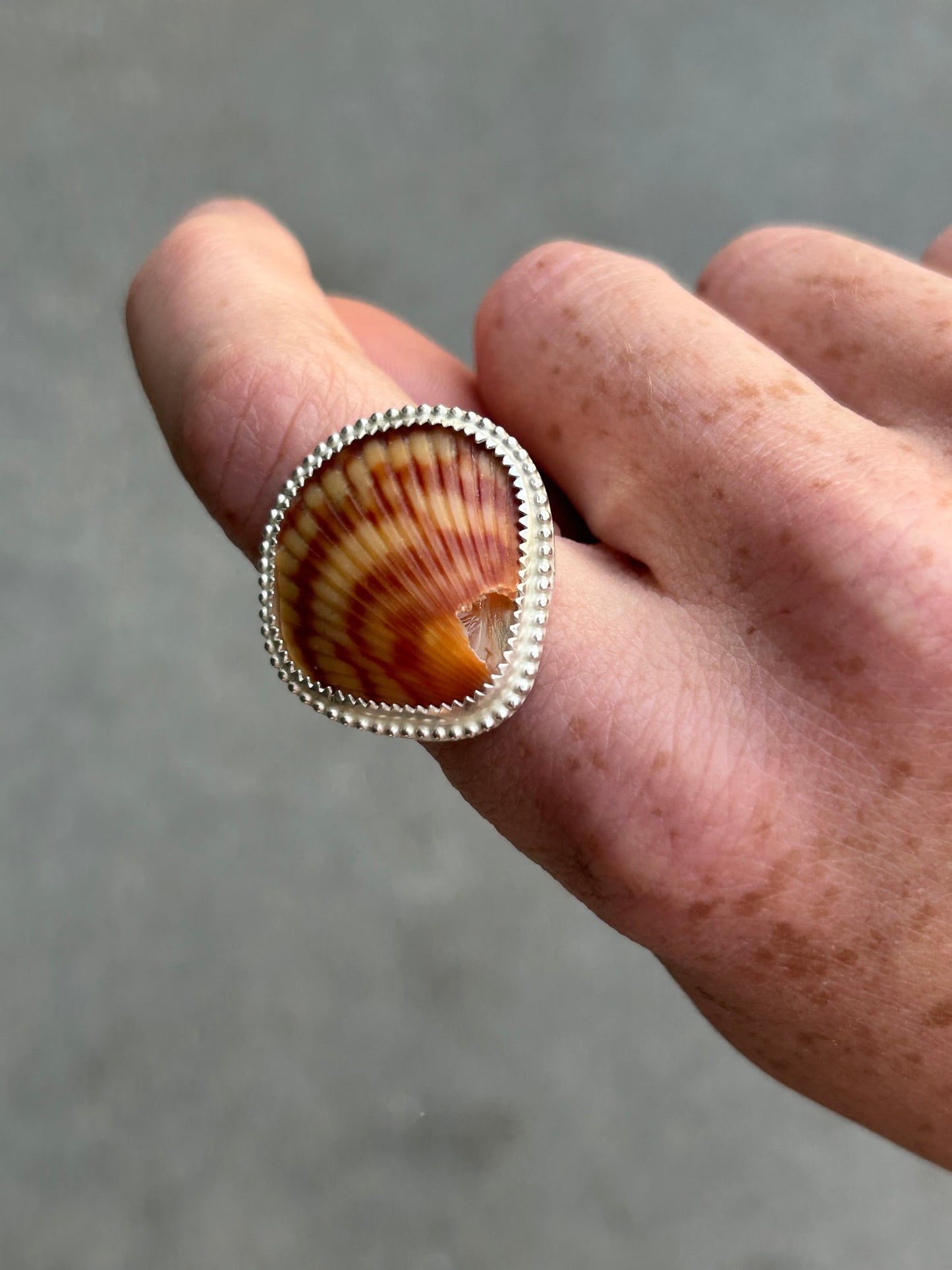 Cracked Seashell Size 7