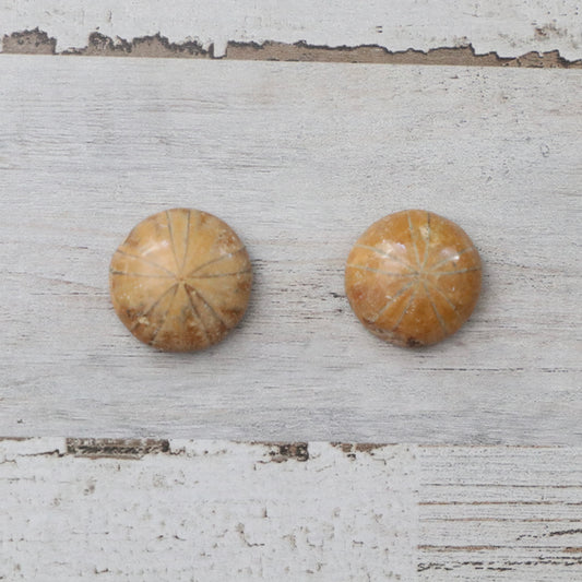 Fossilized Sand Dollar Custom